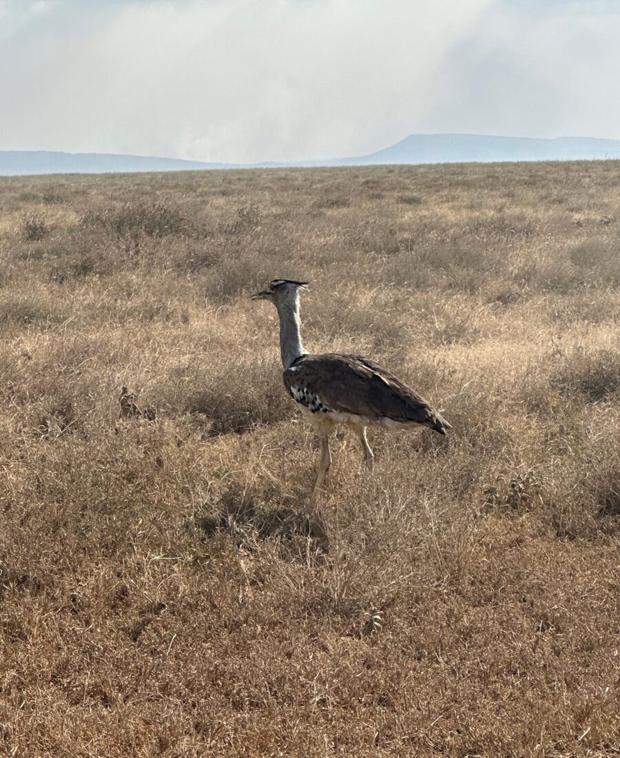 Tanzania Safari