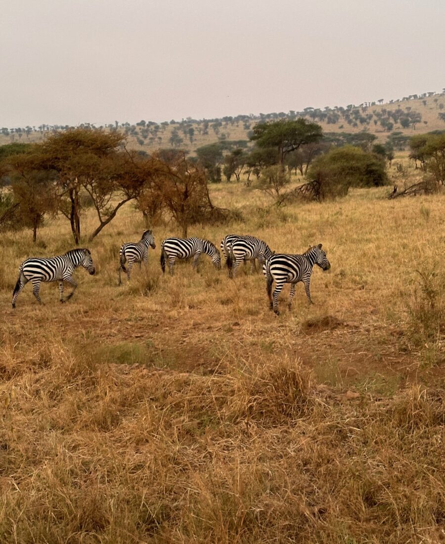 Zebras Tanzania Safari