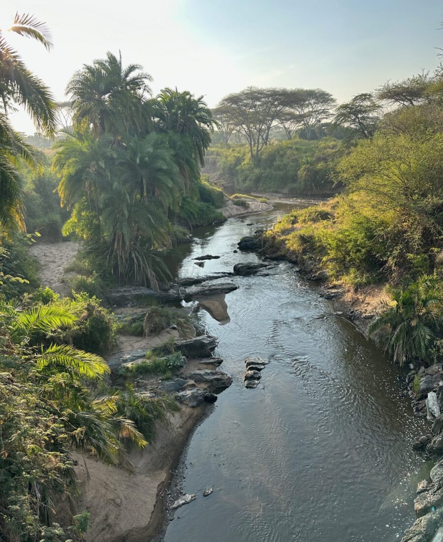 Serengeti Safari