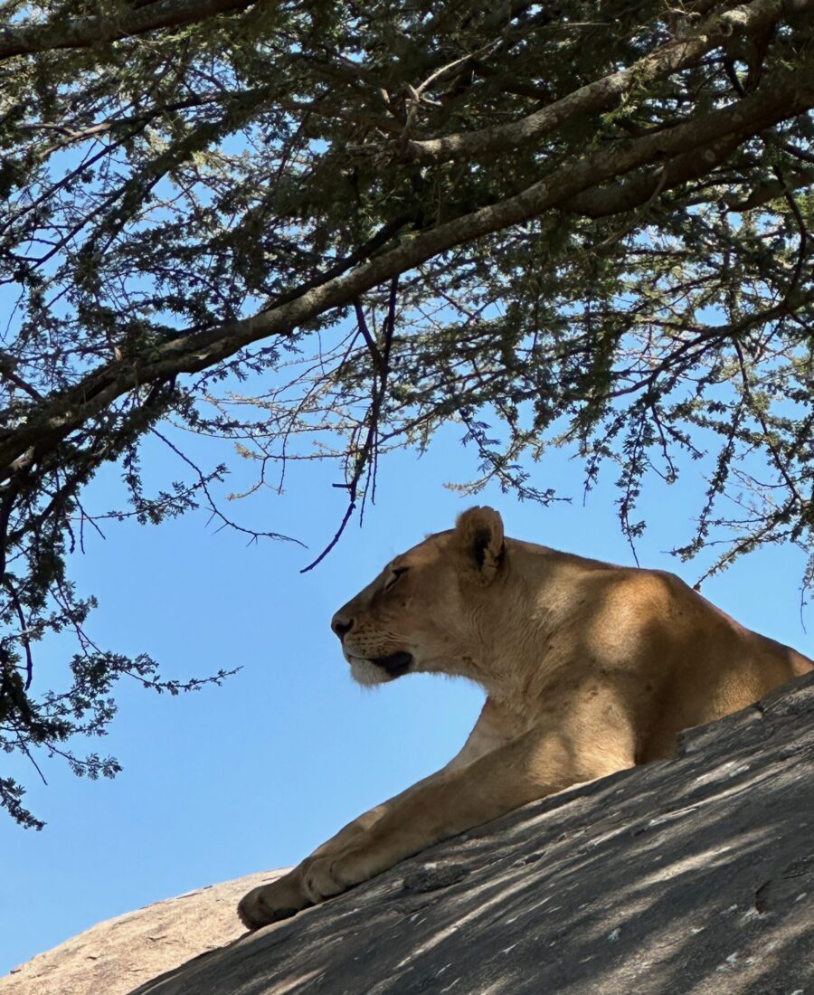 Lion Tanzania