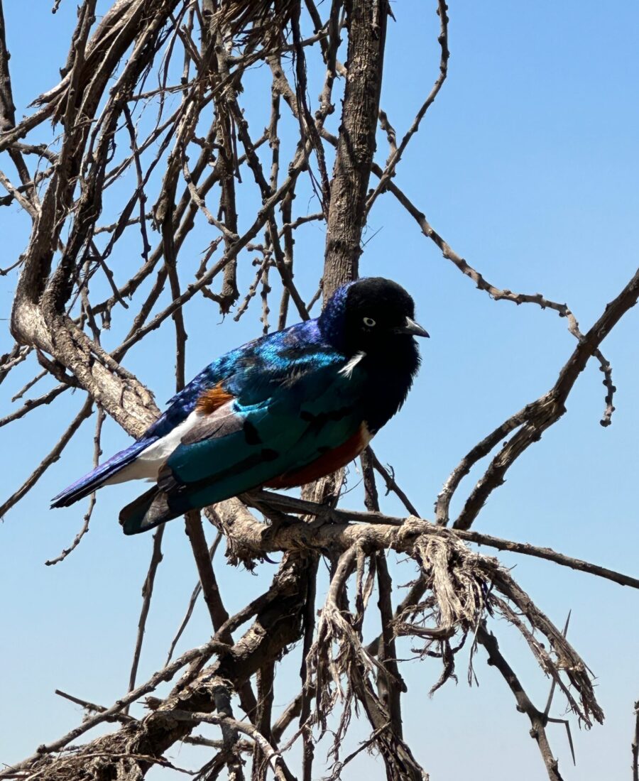 Bird Serengeti