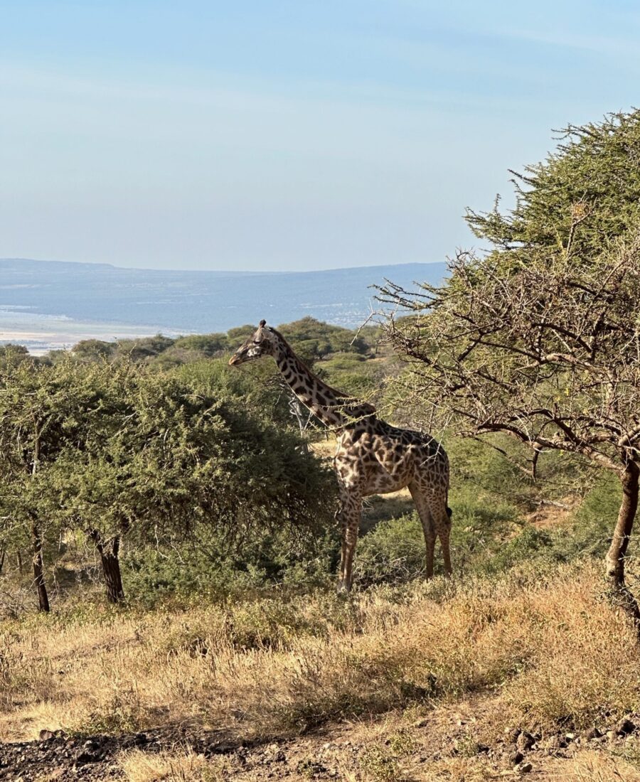 Giraffe Tanzania