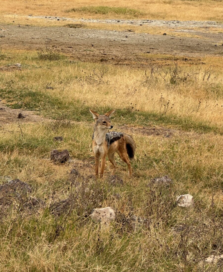 Ngorogoro Crater