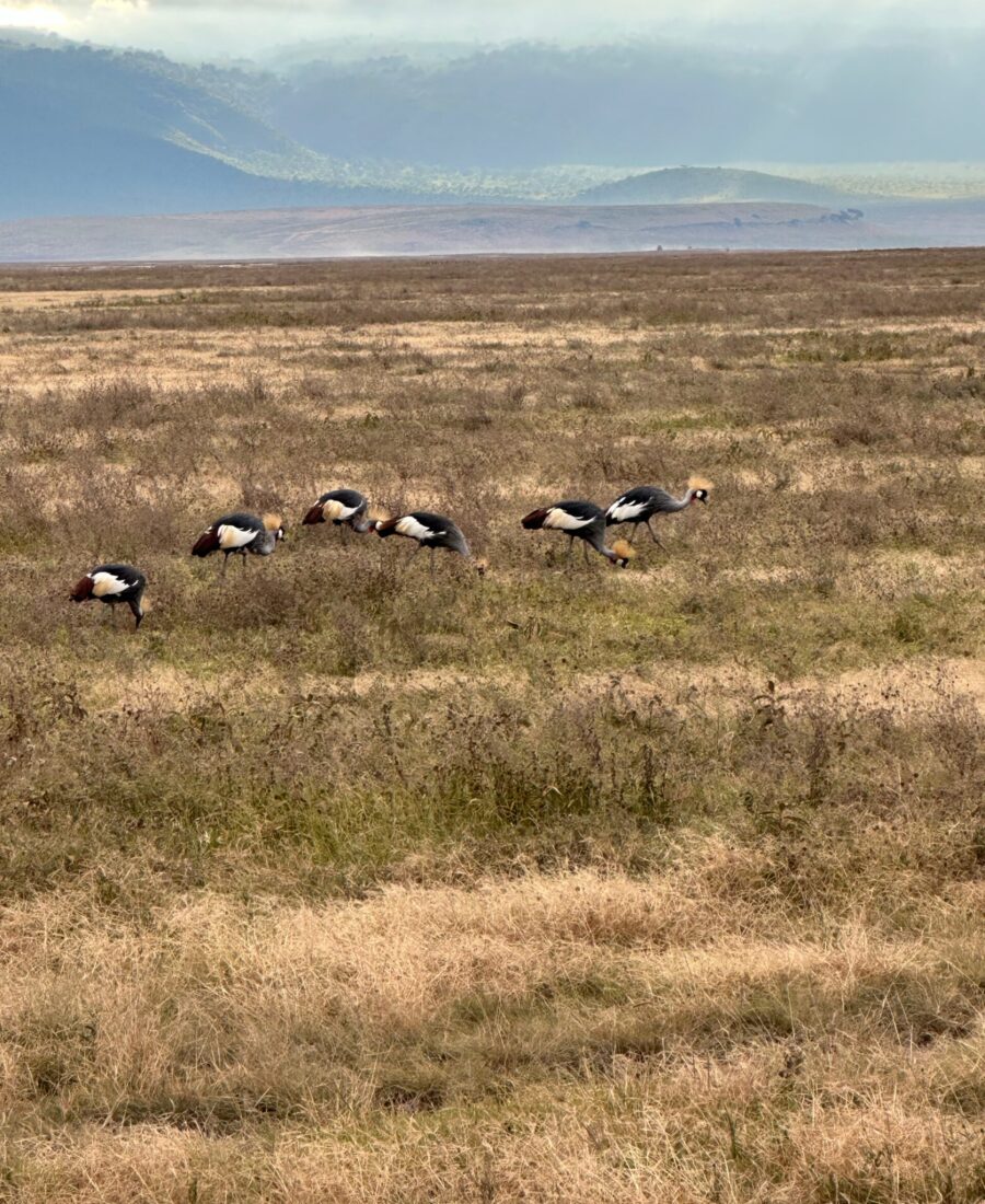 Ngorogoro Crater