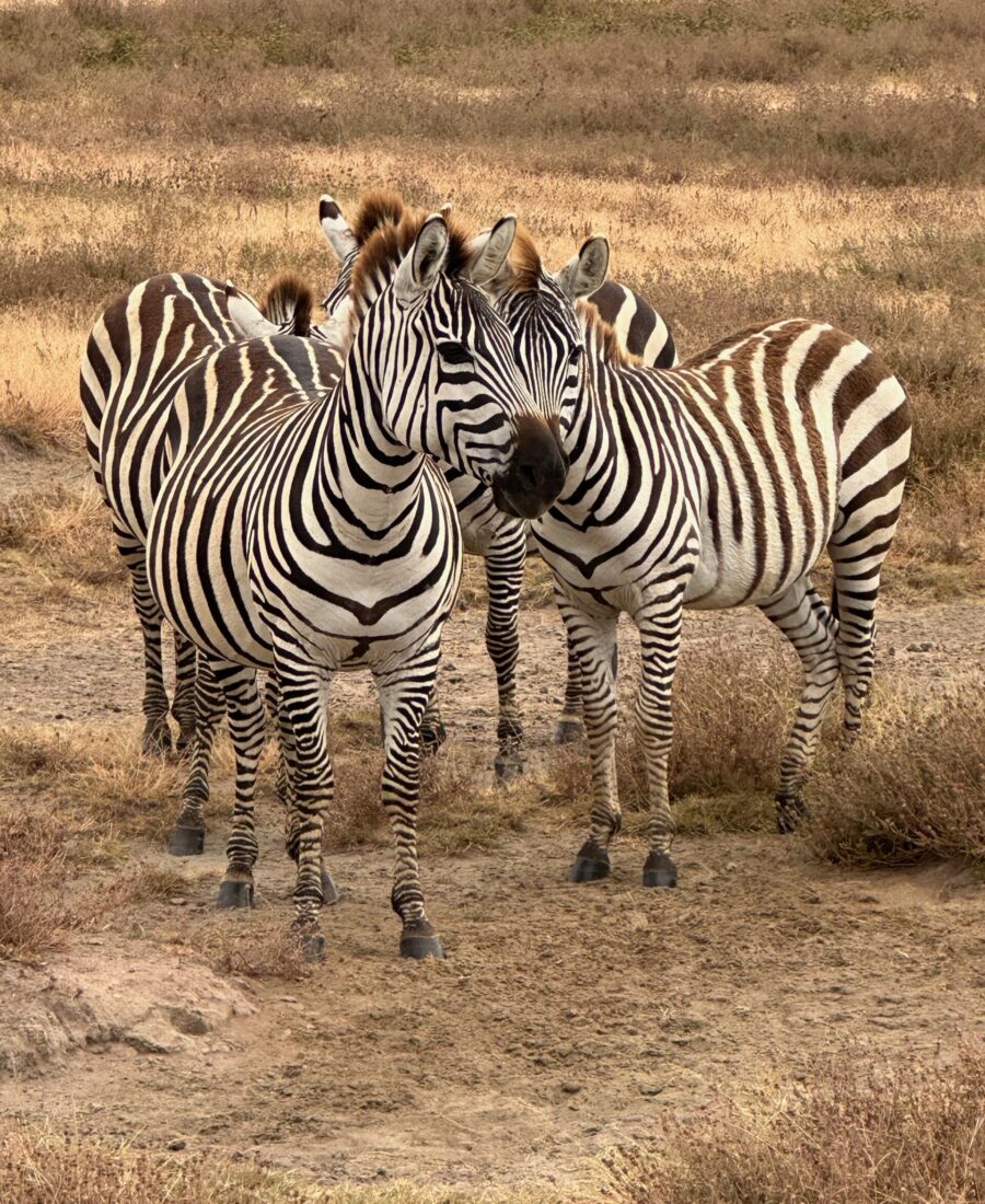 Zebras