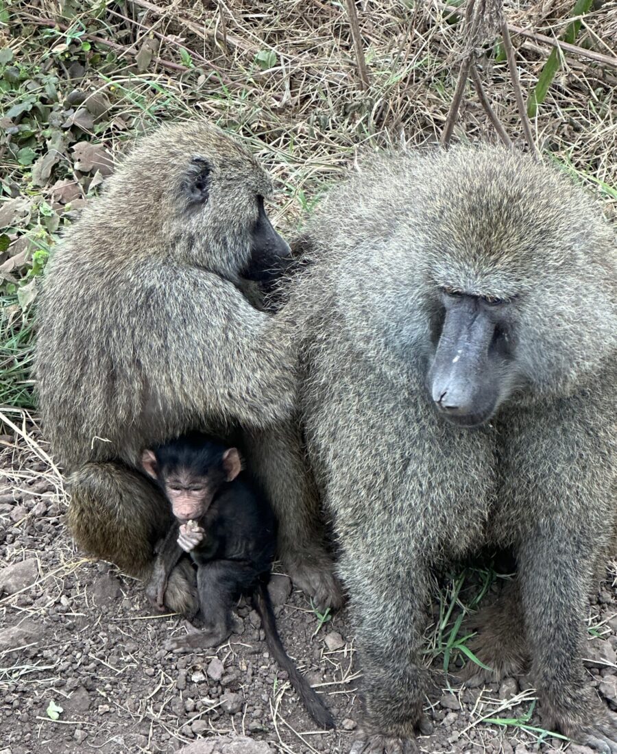 Baboons Ngorogoro Crater