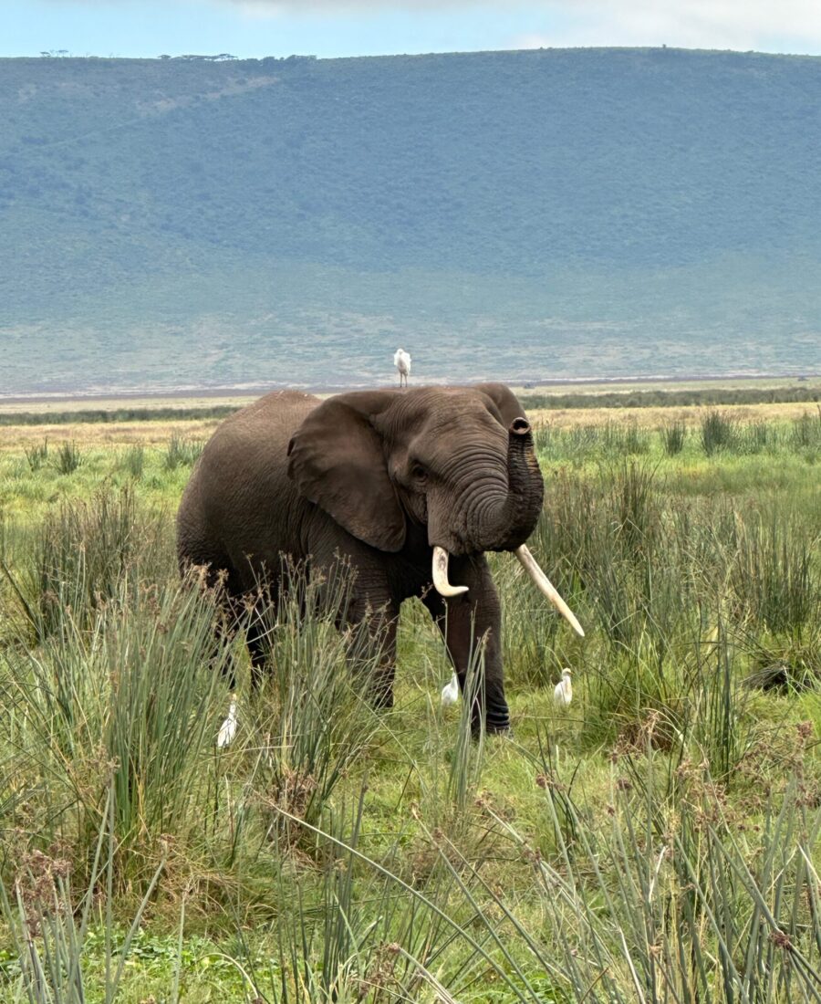 Elephant Ngorogoro Crater