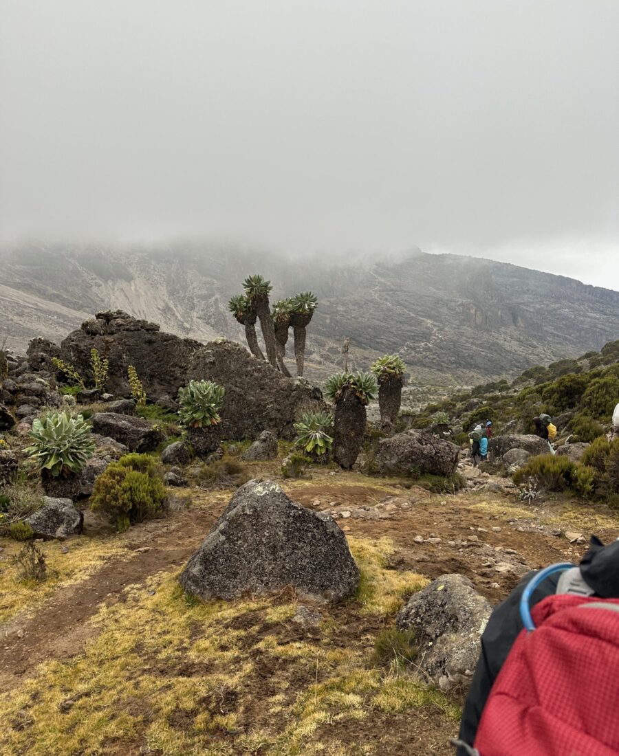 Mount Kilimajaro Lemosho Route