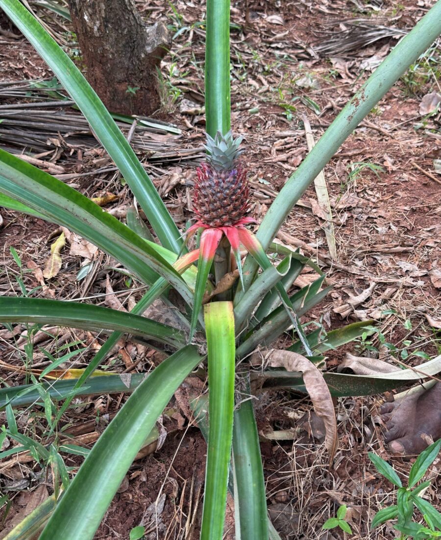 Pineapple Plant